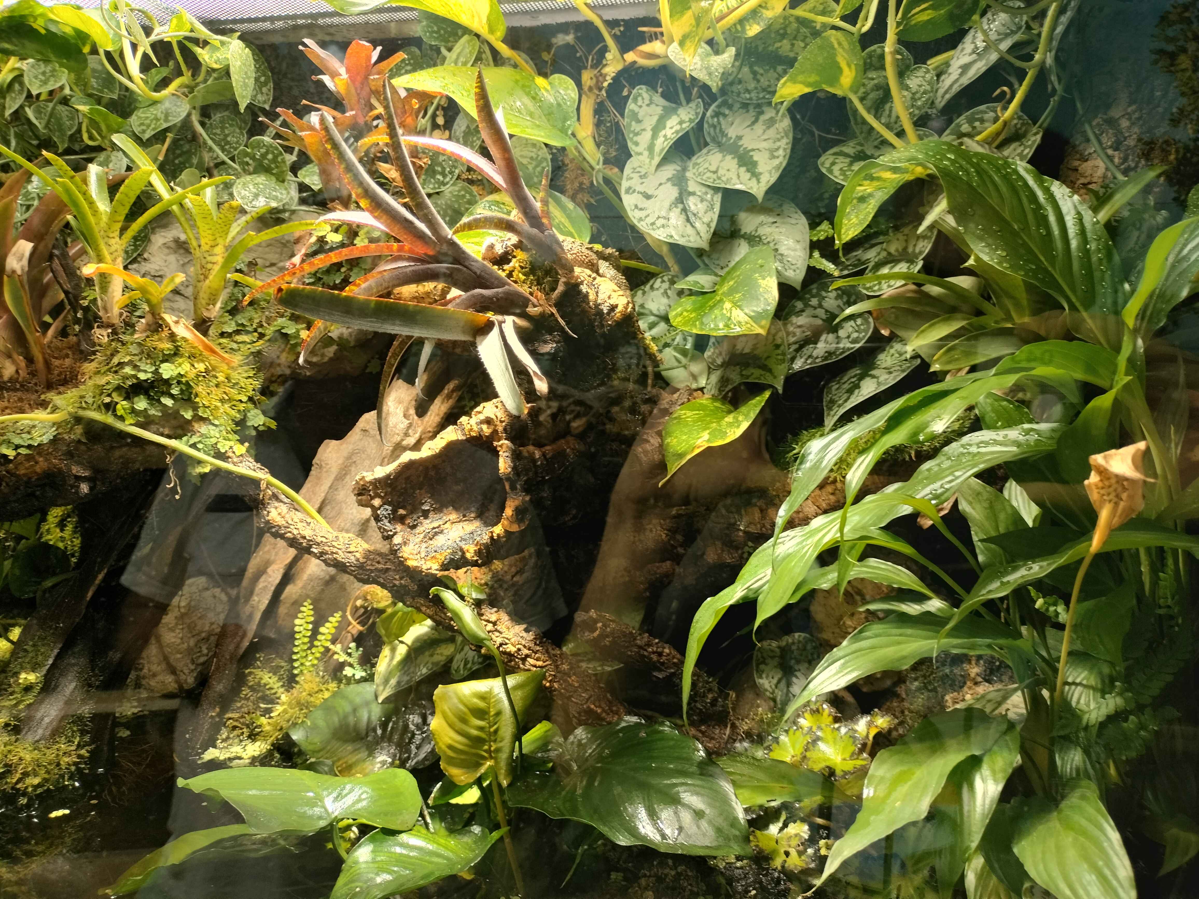 Jungle Terrarium Scenery 2